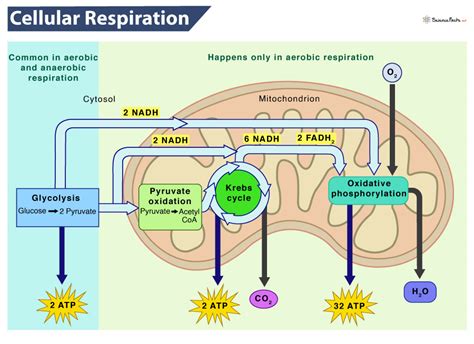 cellular respiration interactive.
